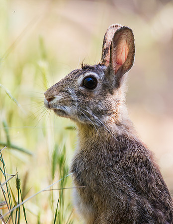 Cotton Tail Rabbit - Fort Worth Nature Center