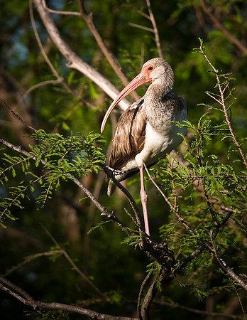 White Ibis (juv)