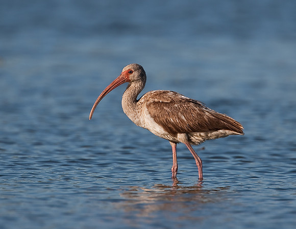White Ibis (juv)