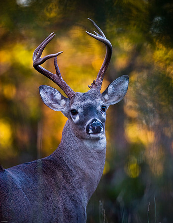 White-tailed Deer - Ft. Worth Nature Center