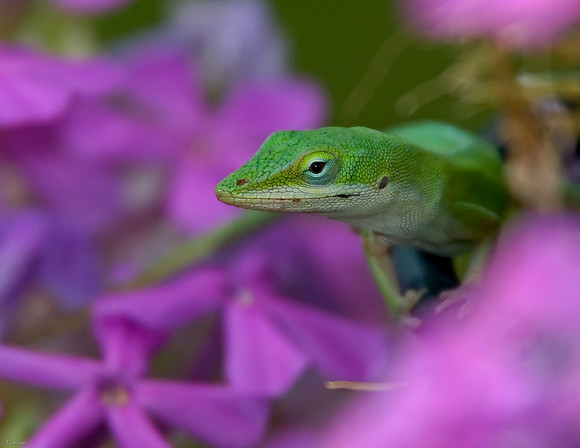 Green Anole - Azle, Tx.