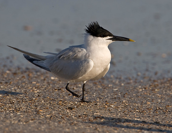 Sandwich Tern
