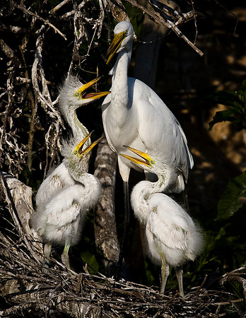 Great Egret